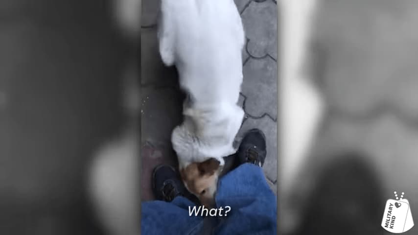 Marine Reunites With 3 Legged Pup 1 9 Screenshot