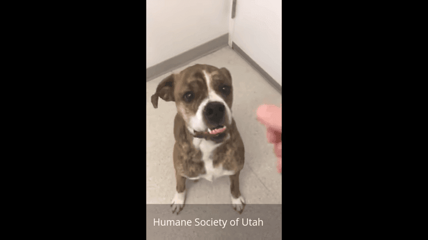 Rhino Lightning Right Before He Got Adopted At Humane Society Of Utah 0 3 Screenshot