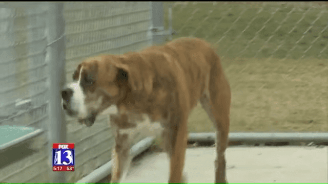 Rhino Is A Striped Dream’ Dog Left At Utah Shelter With List Of Instructions From Heartbroken Child 0 7 Screenshot