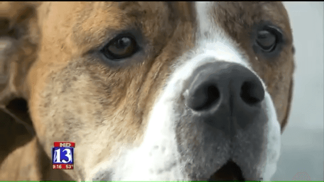 Utah Dog ‘Rhino Lightning’ Finds New Home After Note From Child Goes Viral 1 5 Screenshot
