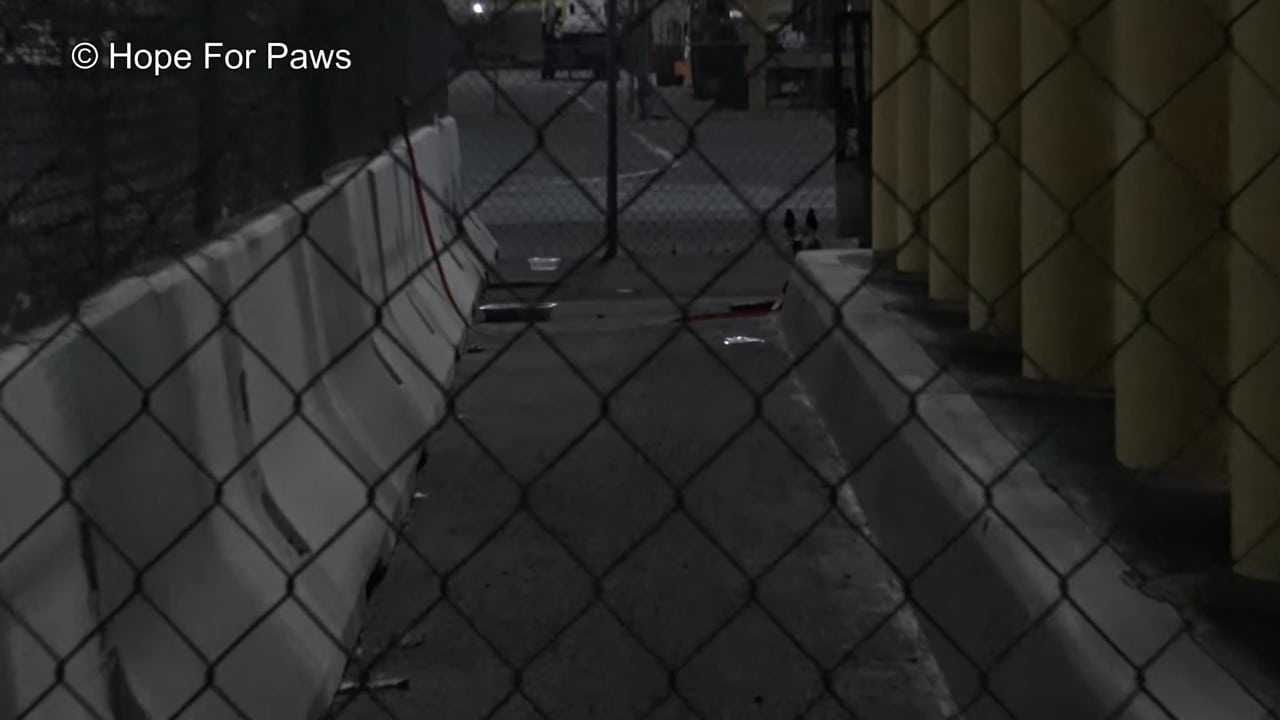 Abandoned Senior Dog Doesnt Want To Be Rescued Until A Kind Stranger Shows Up 1 Aangepast