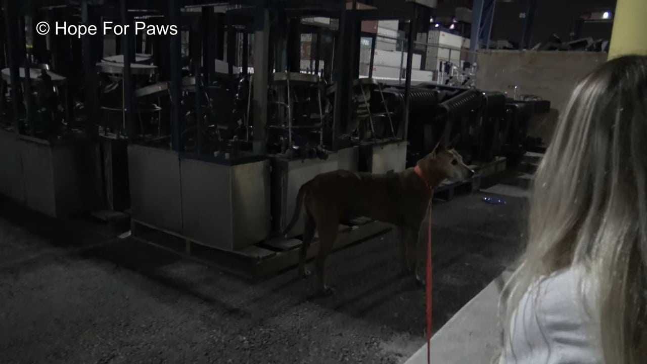 Abandoned Senior Dog Doesnt Want To Be Rescued Until A Kind Stranger Shows Up 2 Aangepast