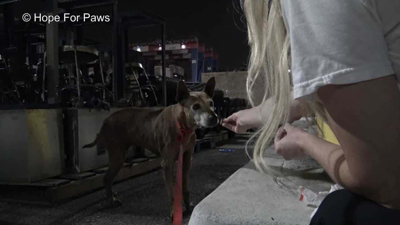 Abandoned Senior Dog Doesnt Want To Be Rescued Until A Kind Stranger Shows Up 3 Aangepast