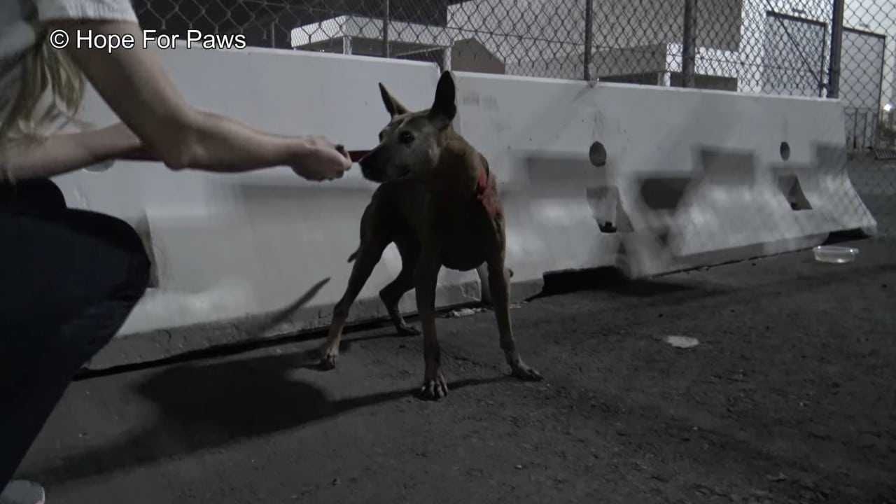 Abandoned Senior Dog Doesnt Want To Be Rescued Until A Kind Stranger Shows Up 5 Aangepast