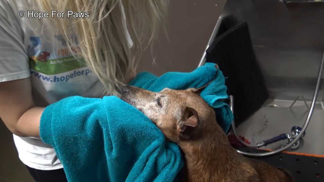Abandoned Senior Dog Doesnt Want To Be Rescued Until A Kind Stranger Shows Up 8 Aangepast