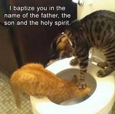 Animal Bapitize