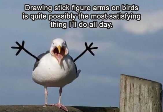 Animal Bird Figures