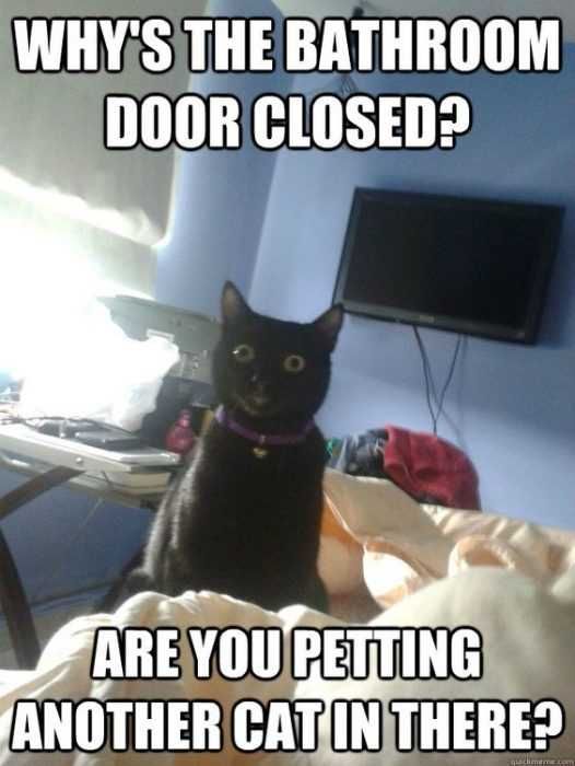 Animal Cat Bathroom
