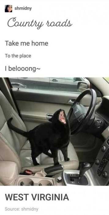 Animal Country Roads