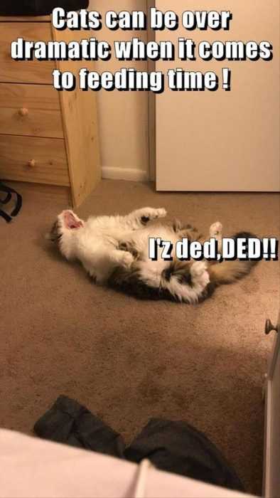 Animal Ded