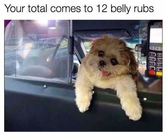 Animal Dog Bely