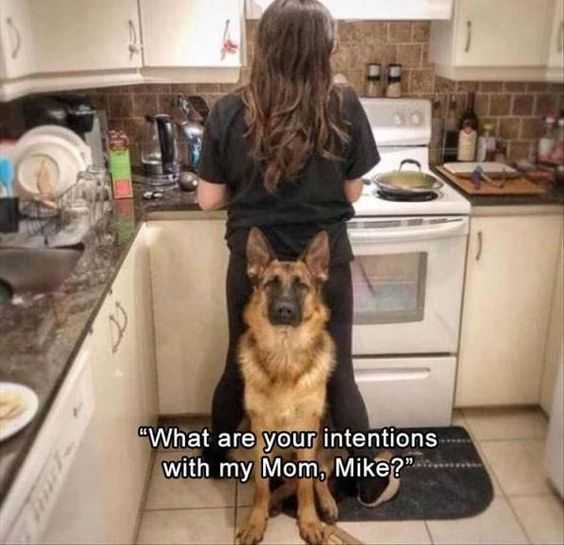 Animal Dog Mike