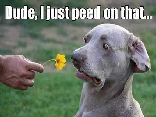 Animal Flower