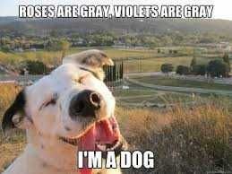 Animal Gray Gray