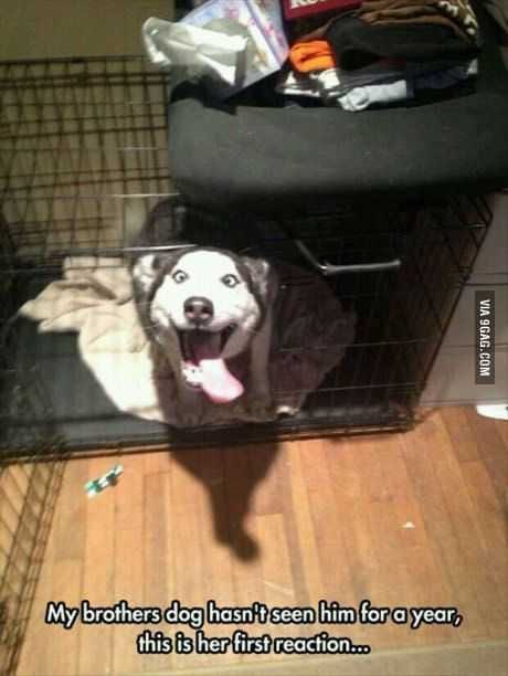 Animal Havent Seen