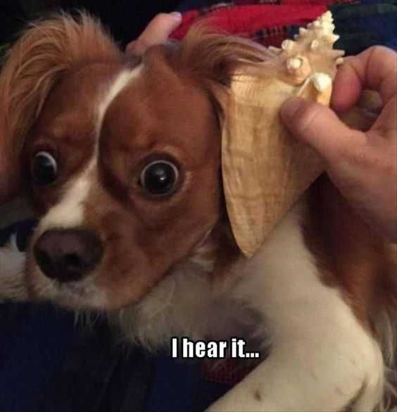Animal Hear It