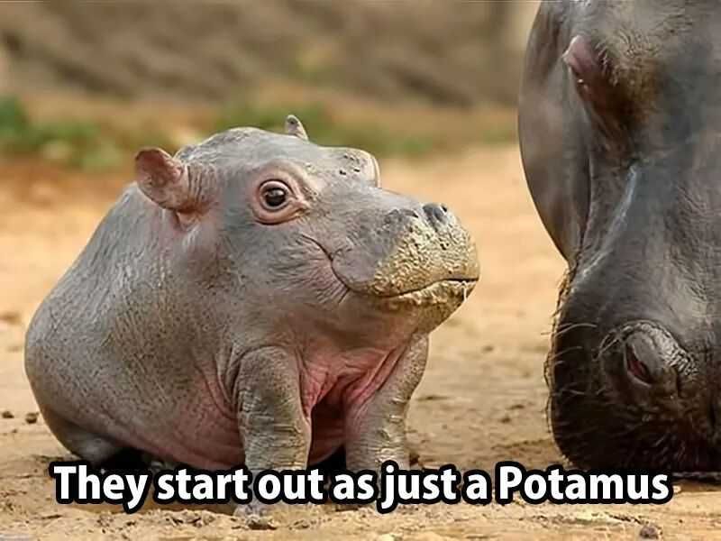 Animal Hippo