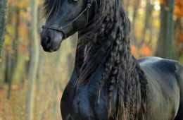Animal Horses