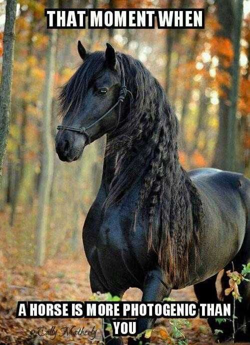 Animal Horses