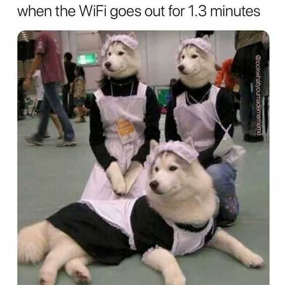 Animal Internet Out