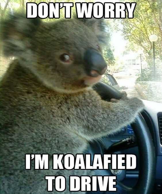 Animal Koala
