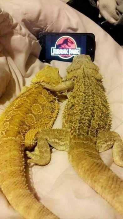 Animal Lizard