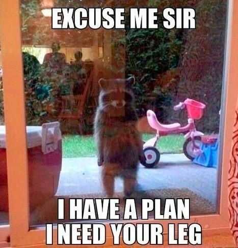 Animal Need Your Leg