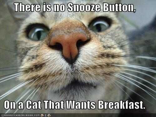 Animal No Snooze