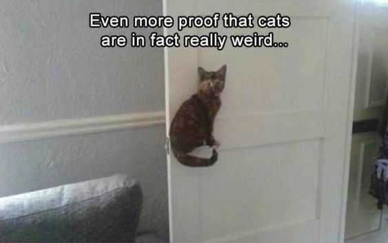 Animal Proof