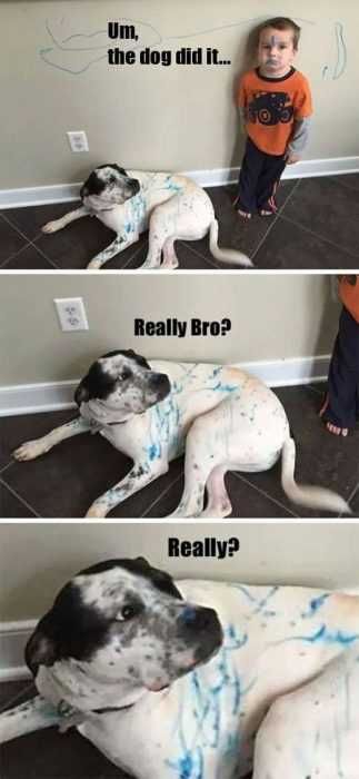 Animal Really Bro