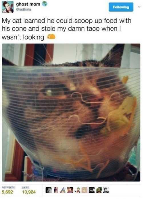 Animal Scoop