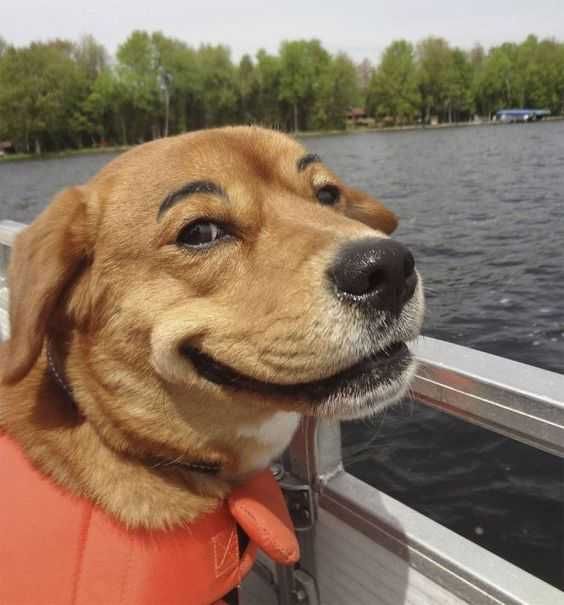 Animal Smile Dog