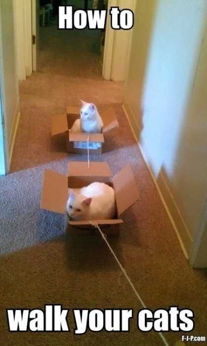 Animal Walk Cat