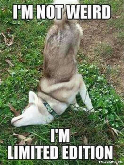 Animal Weird