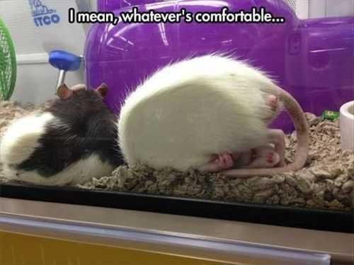 Animal Whatever