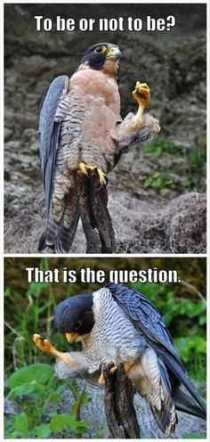 Animal Whether Tis Noble
