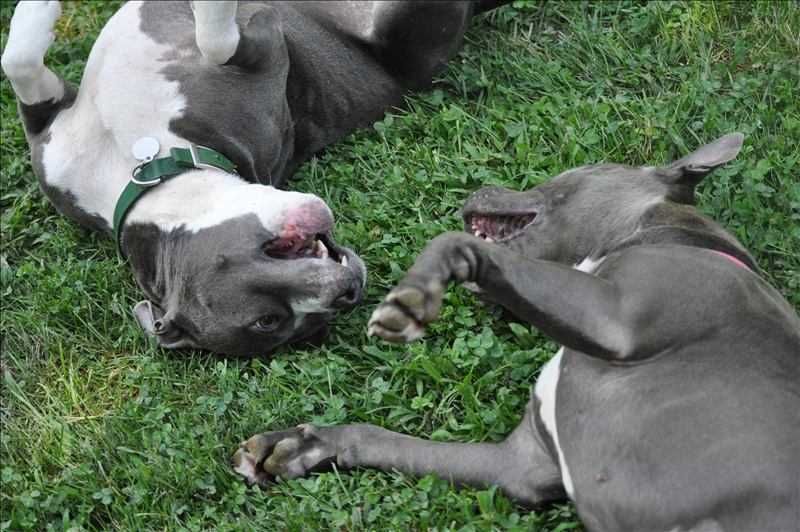 Animalfarmadvocate Pitbull