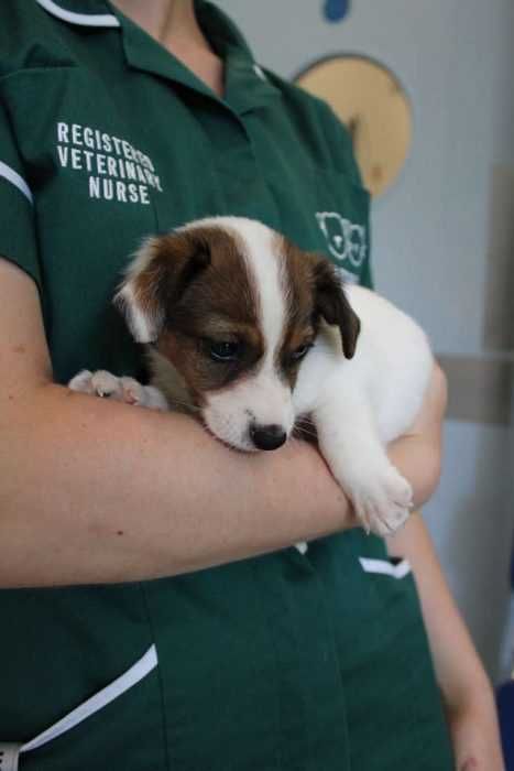 Battersea Puppy 3