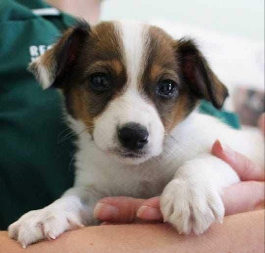 Battersea Puppy Hold 2