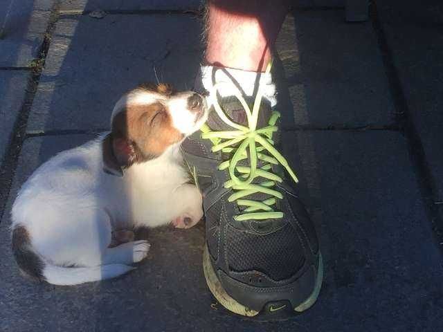 Battersea Puppy Sneaker