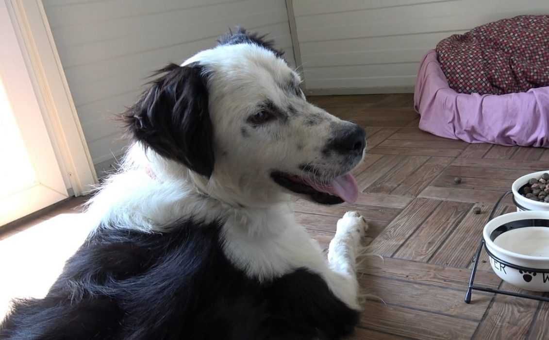 Bella2