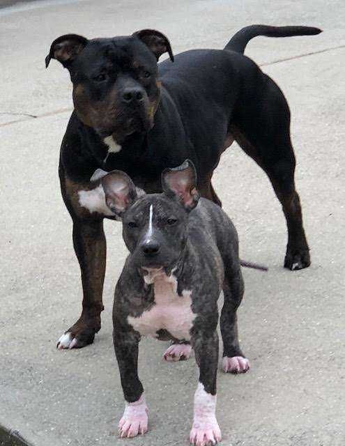 Dodo Amani 2 Dogs