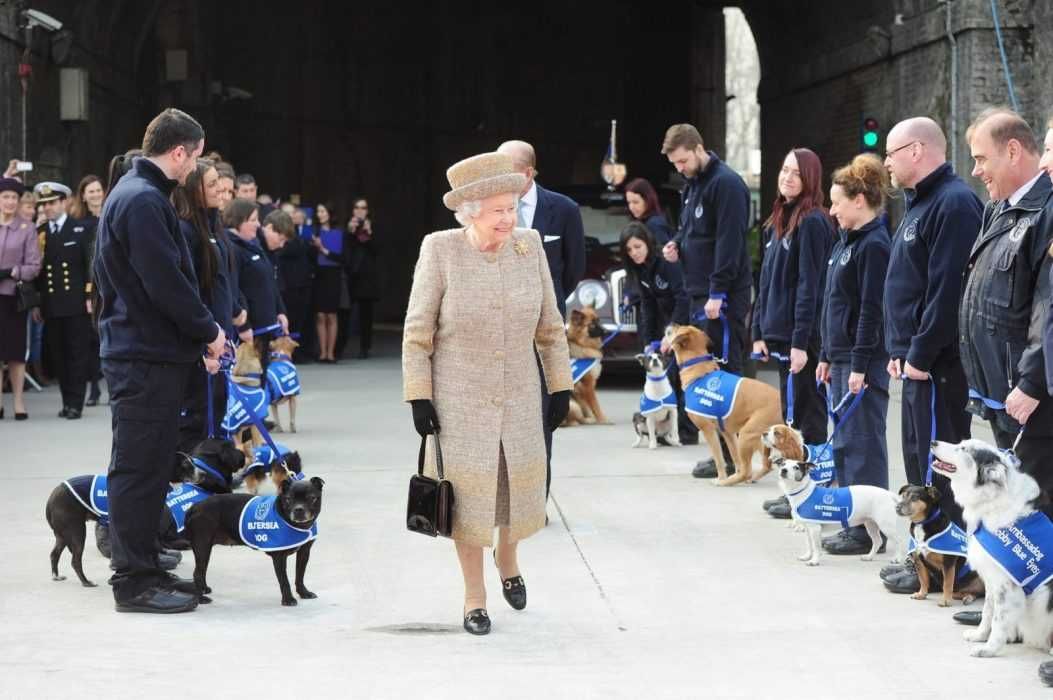 Dogsmonthly Queen