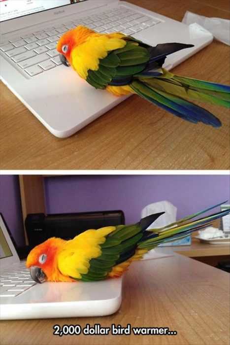 Funny 2K Bird Warmer