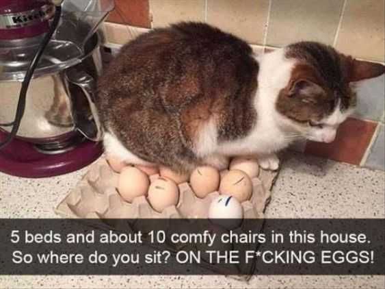 Funny 5 Beds