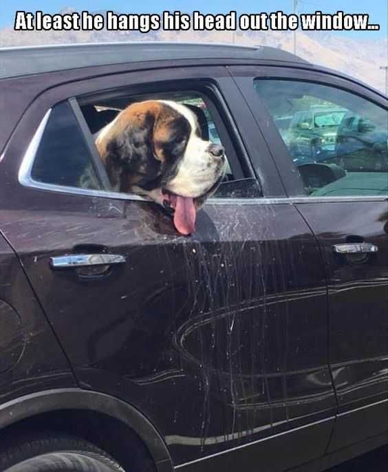 Funny At Least Head