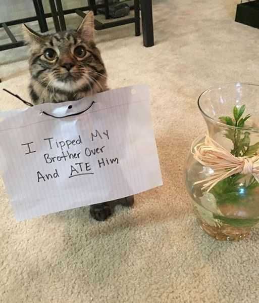 Funny Ate Him