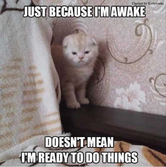 Funny Awake Things