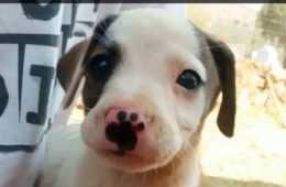 Funny Boop Snoot