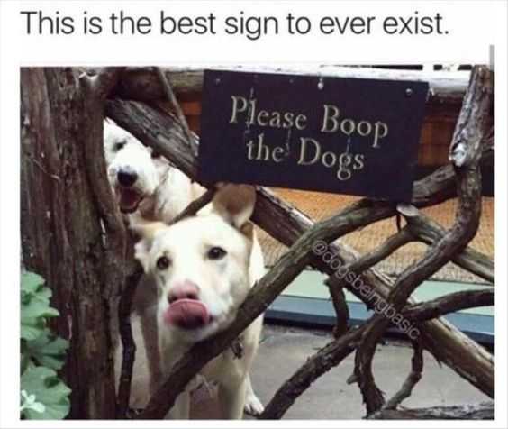 Funny Boop